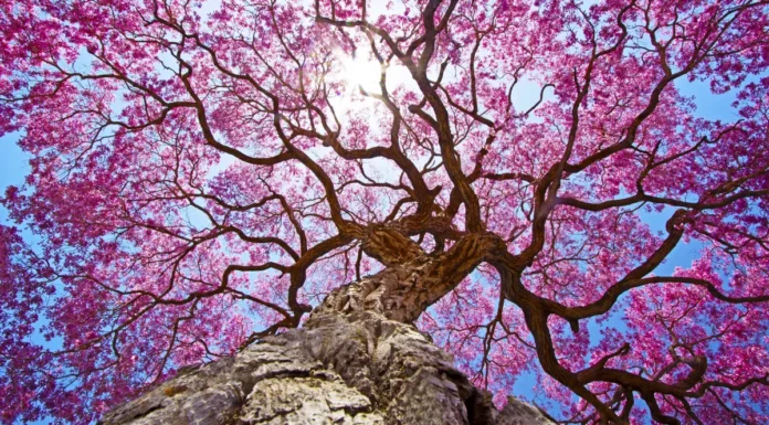 Le lapacho, l’arbre aux multiples bienfaits