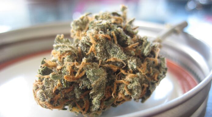 Fleurs de CBD : bienfaits et méthodes de consommation